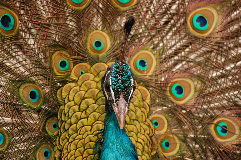 Image of proud peacock