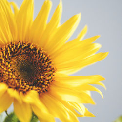 Image of a sunflower following the sun as metaphor for following a clear intention